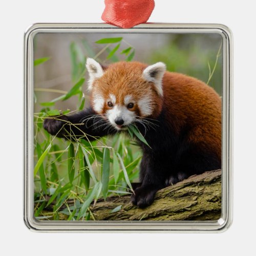 Red Panda Eating Green Leaf Metal Ornament