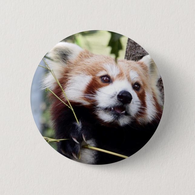Red Panda face button (Front)