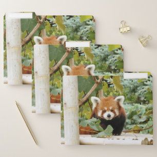 Red Panda File Folder