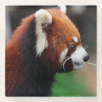 Red Panda Glass Coaster by wildlifecollection at Zazzle