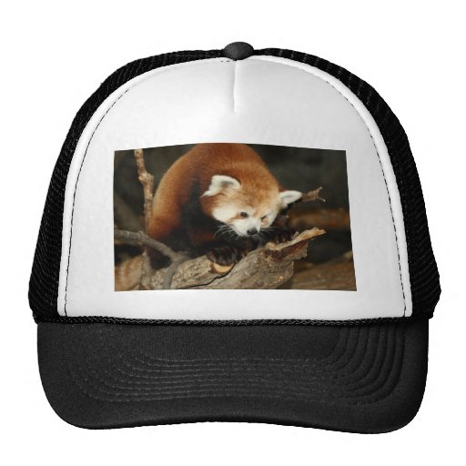 Red Panda Trucker Hat | Zazzle