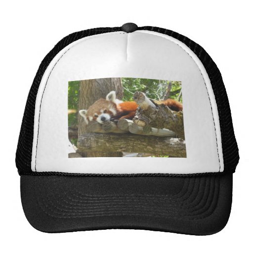 red panda hats | Zazzle