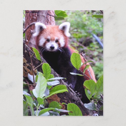 Red Panda Holiday Postcard