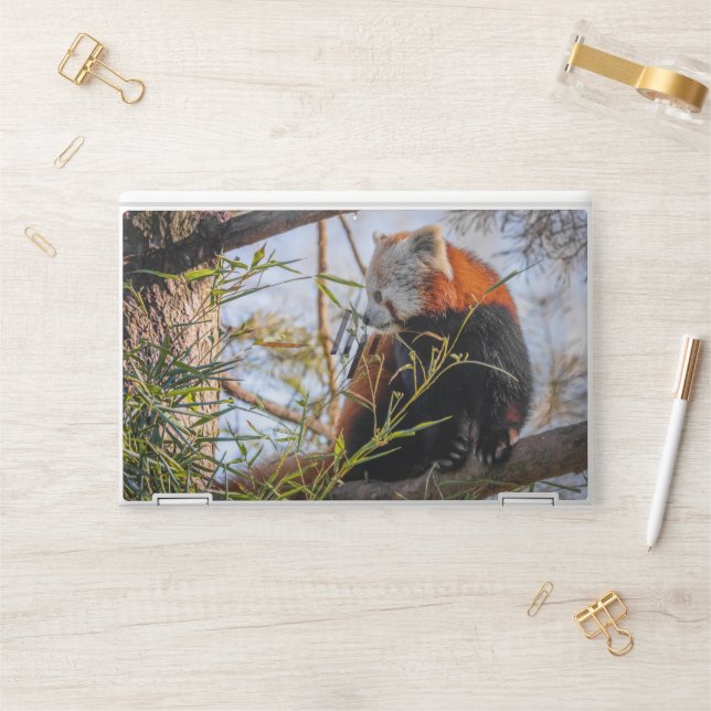 Red panda HP laptop skin (Desk)