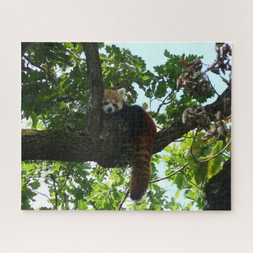 Red panda in a tree jigsaw puzzle