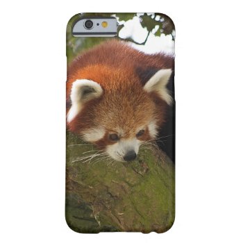 Red Panda Iphone 6 Case by leanajalukse at Zazzle