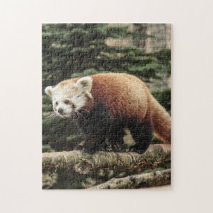 Red Panda Jigsaw Puzzle