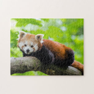 Red Panda Jigsaw Puzzle