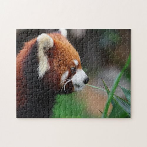 Red panda jigsaw puzzle