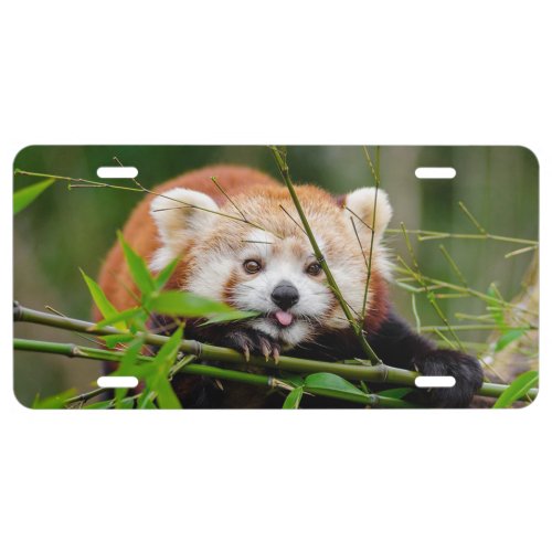 Red Panda License Plate