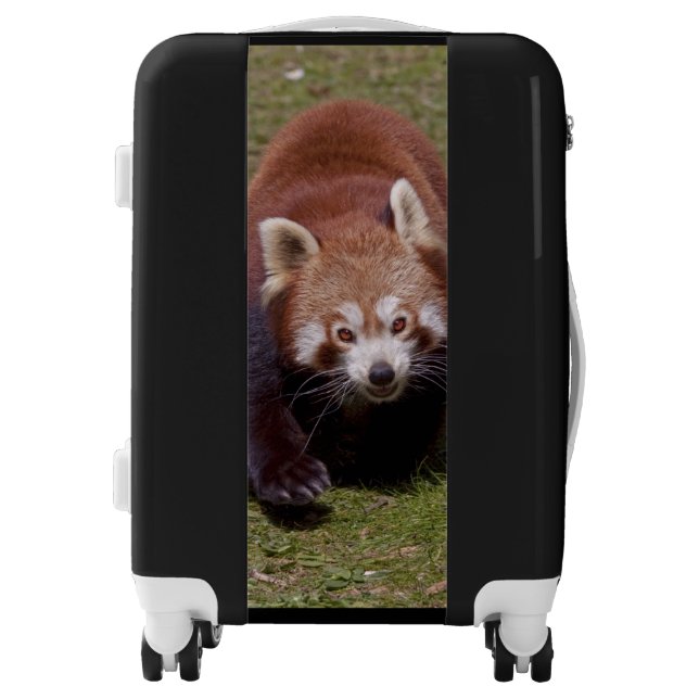 Red Panda Luggage (Front)