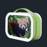 Red Panda Lunch Box<br><div class="desc">Reproduced from an original digital photograph of a cute red panda.</div>