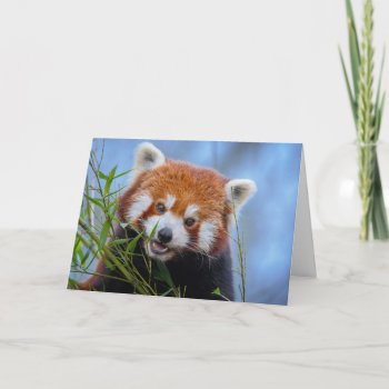 Red Panda Lunching On Bamboo Leaves Card by Virginia5050 at Zazzle
