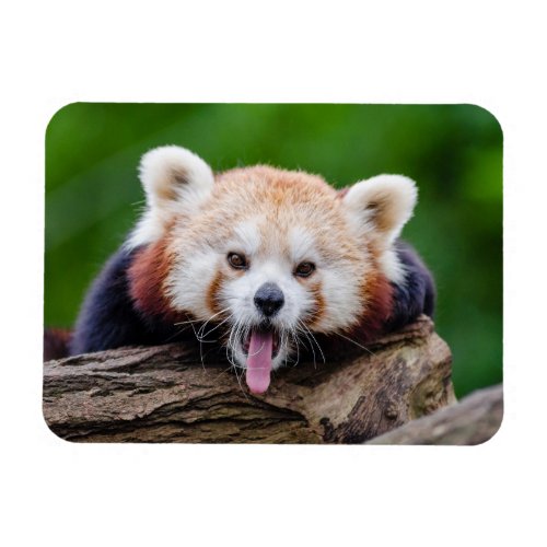 Red Panda Magnet