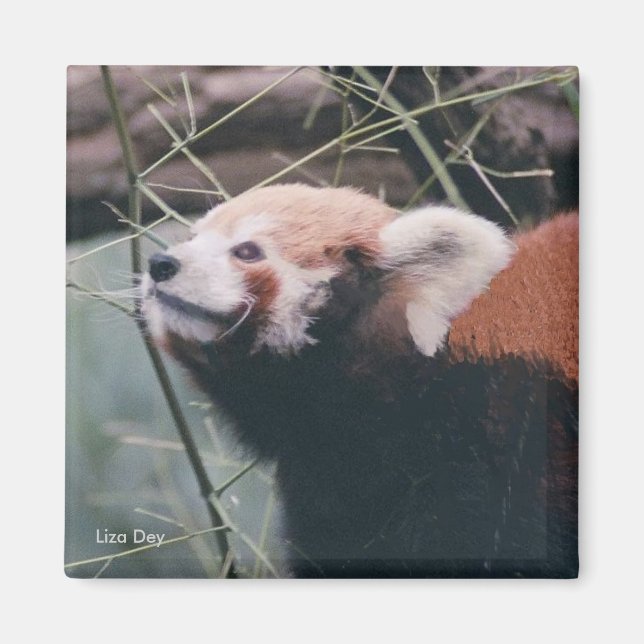 Red Panda Magnet (Front)