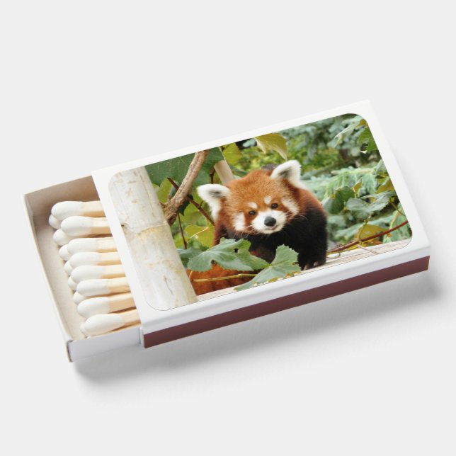 Red Panda Matchboxes (Front Open)