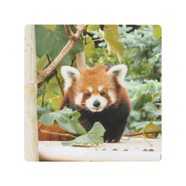 Red Panda Metal Print (Front)