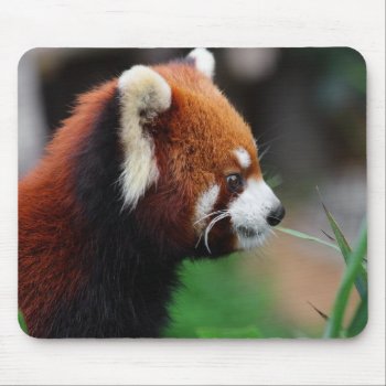 Red Panda Mouse Pad by wildlifecollection at Zazzle