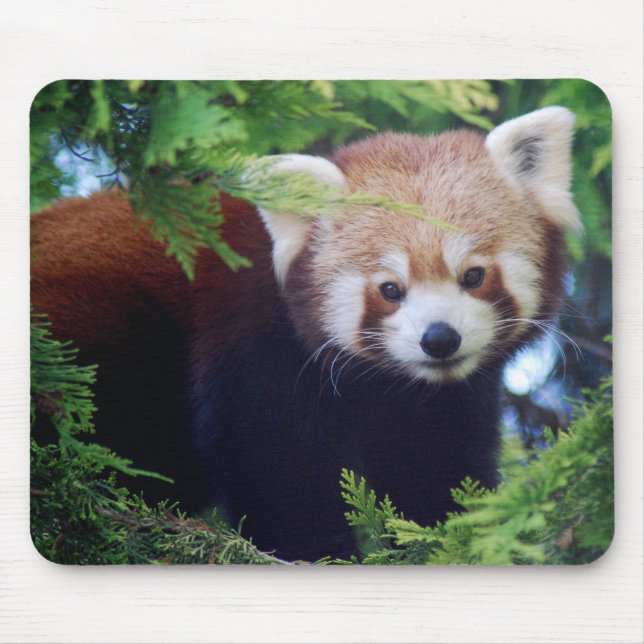 Red Panda Mousepad (Front)