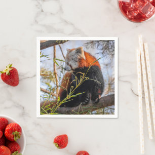 Red panda napkins
