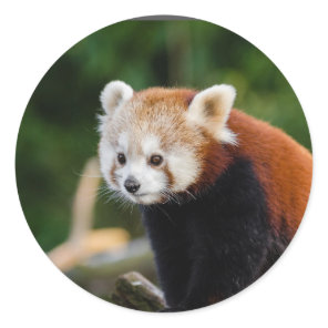 Red Panda Nature Classic Round Sticker