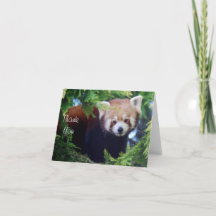 Red Panda Note Card