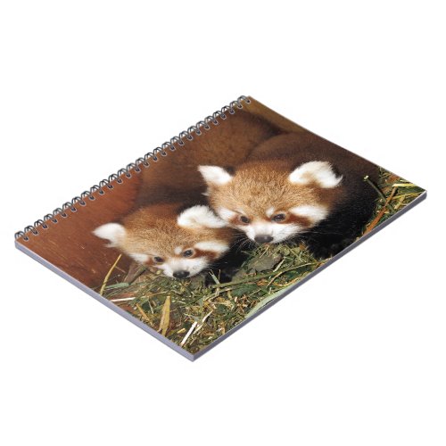 Red panda notebook