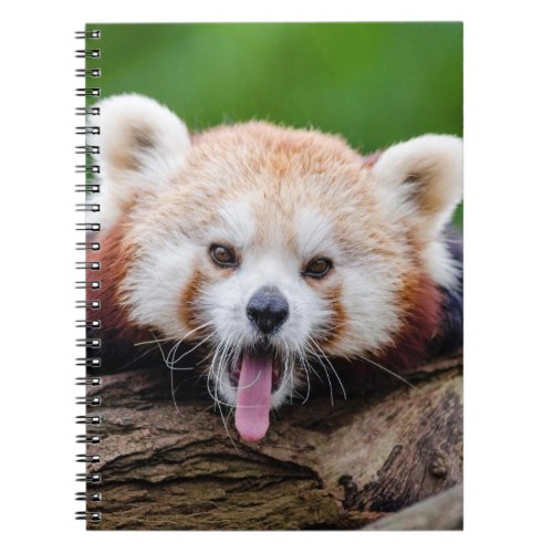 Red Panda Notebook