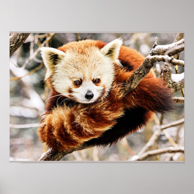 Red panda on a tree limb poster (Front)