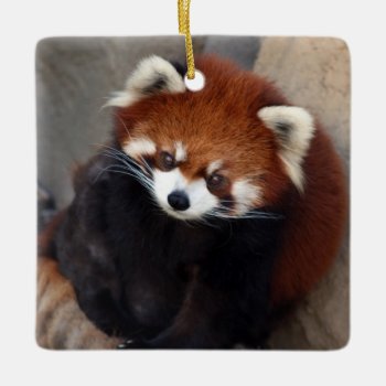 Red Panda Ornament by lynnsphotos at Zazzle