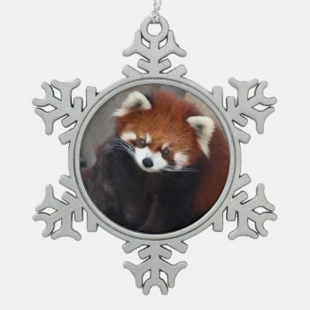 Red Panda Ornament by lynnsphotos at Zazzle