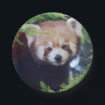 Red Panda Paper Plate<br><div class="desc">Reproduced from an original digital photograph of a cute red panda.</div>