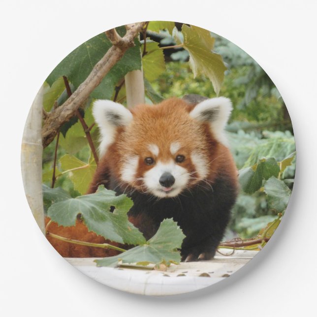 Red Panda Paper Plates (Front)