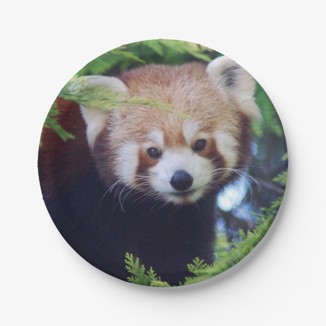 Red Panda Paper Plates (Front)