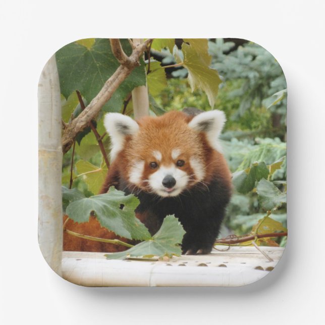 Red Panda Paper Plates (Front)