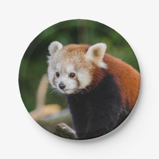 Red Panda Paper Plates (Front)