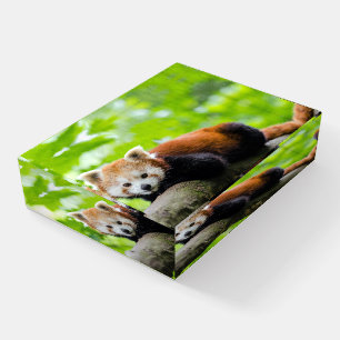 Red Panda Paperweight