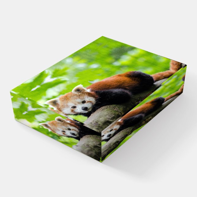 Red Panda Paperweight (Angled)