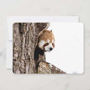 Red panda peeking out from a tree trunk note card