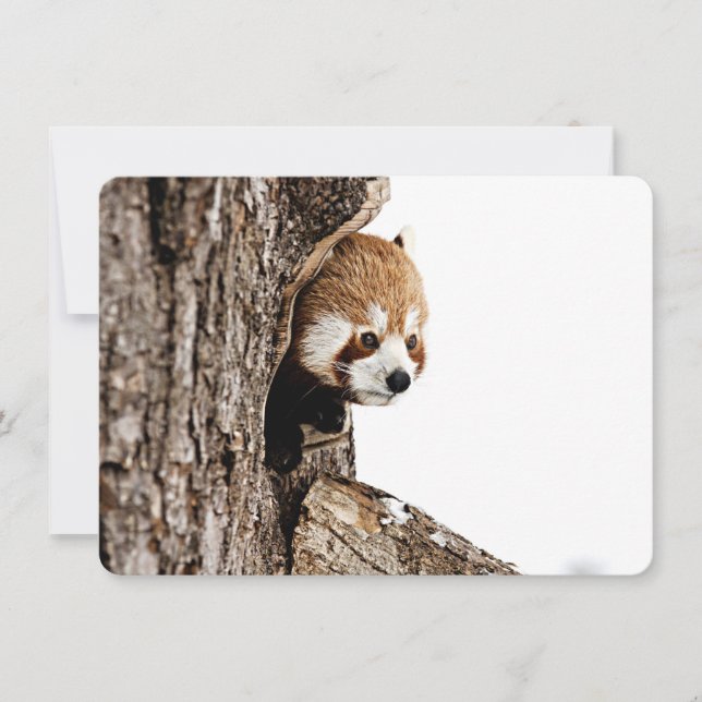 Red panda peeking out from a tree trunk note card (Front)