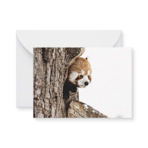 Red panda peeking out from a tree trunk note card