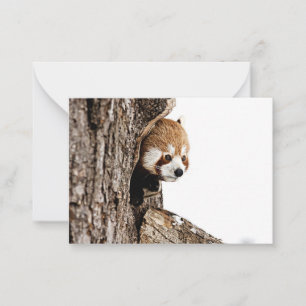 Red panda peeking out from a tree trunk note card