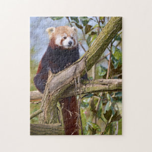 Red panda perched in tree jigsaw puzzle