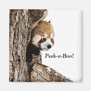 Red panda playing Peek-a-Boo! Magnet