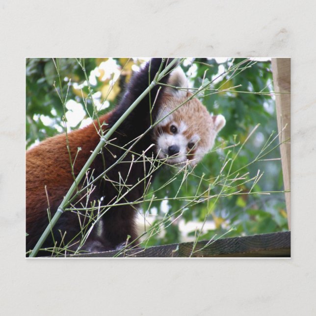 Red Panda Postcard (Front)