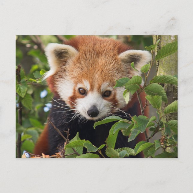 Red panda postcard (Front)