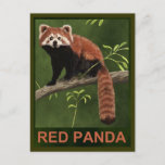 Red Panda Postcard