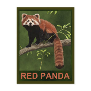 Red Panda Postcard