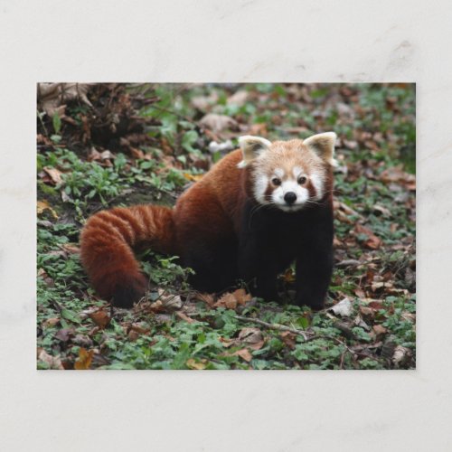 Red Panda Postcard