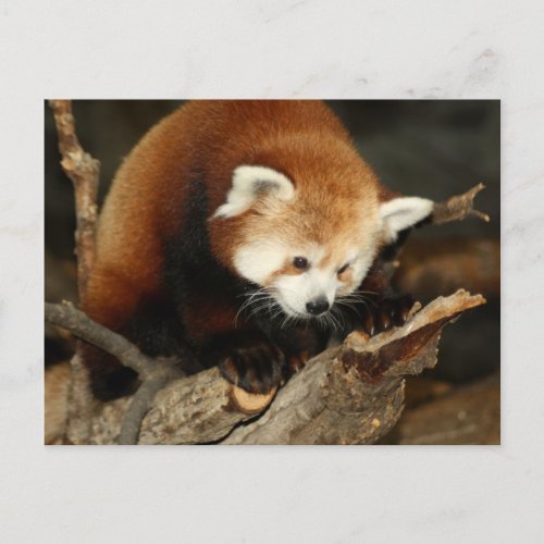 Red Panda Postcard